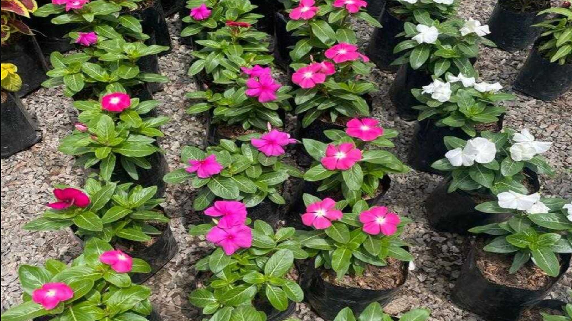 Isabelita - Catharanthus roseus - planta - Perú - historias - 2 julio