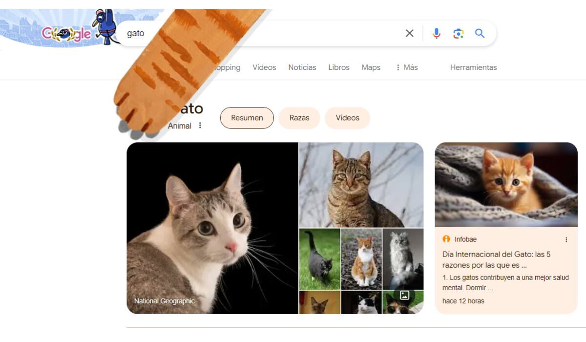 Al escribir "gato" en el buscador, el usuario vive una experiencia especialmente diseñada por el Día Mundial del Gato. (Google)