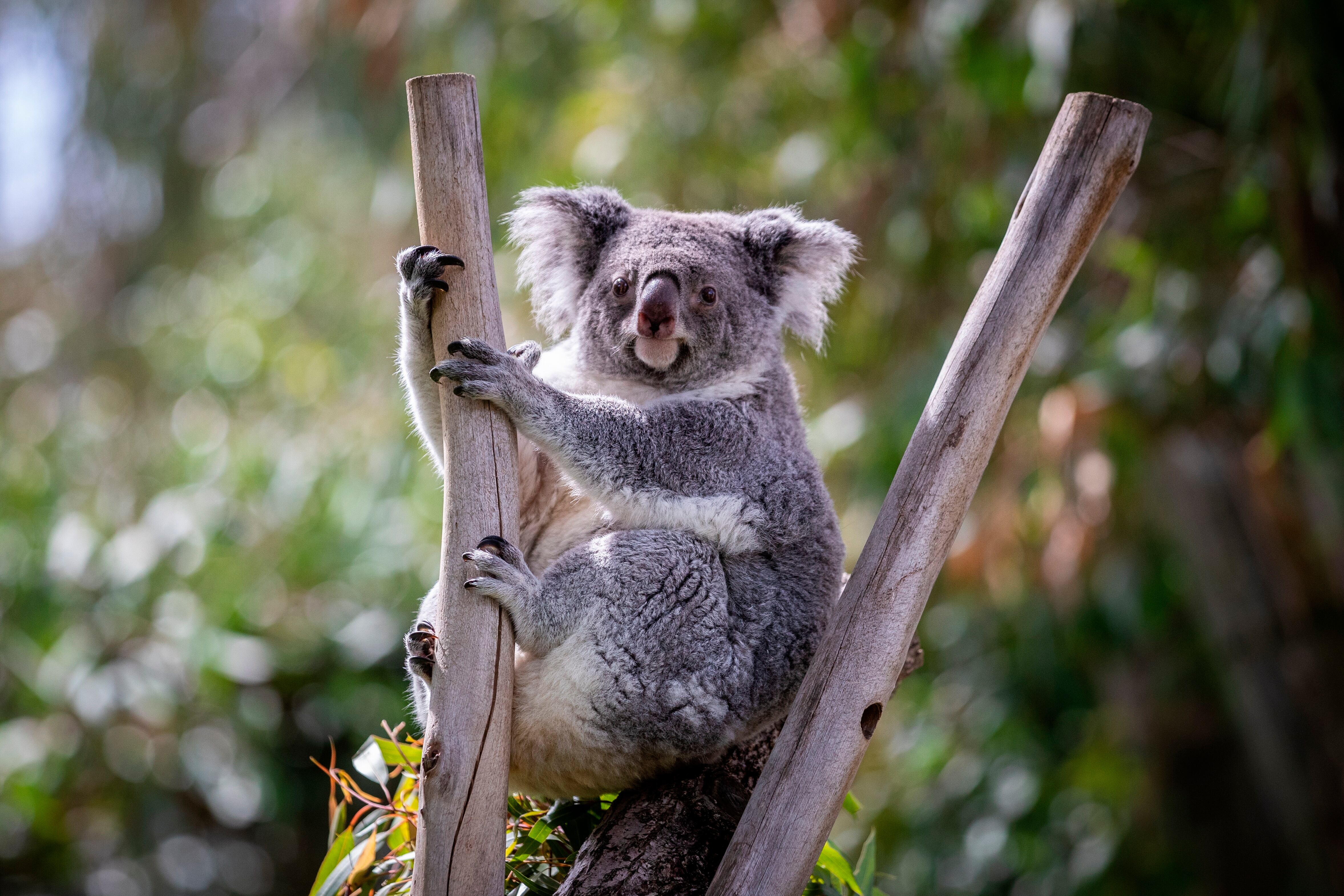 Entre 1997 y 2019, más de 50.000 avistamientos y admisiones de koalas fueron analizados en hospitales veterinarios del sureste de Queensland, revelando que la eutanasia fue el desenlace más común para los koalas ingresados
Imagen de archivo de un koala en un zoológico. EFE/Rodrigo Jiménez
