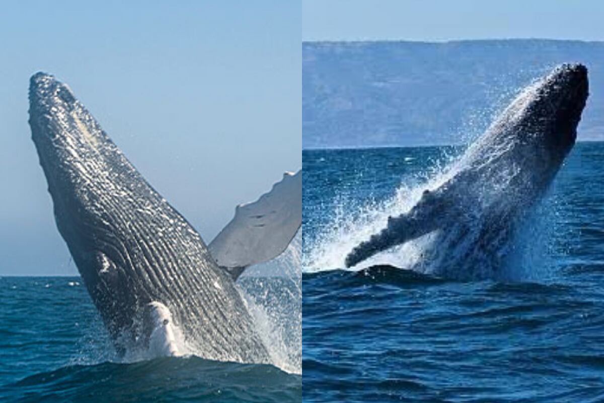 Avistamiento de ballenas jorobadas: conoce todo acerca esta increíble actividad en el norte del Perú