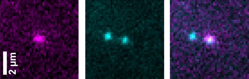 Instantáneas fluorescentes de una proteína recién nacida (izquierda) y del ADN a partir del cual se fabrica (centro). Una imagen superpuesta (derecha) revela su proximidad, lo que demuestra que la proteína todavía está unida al ADN.