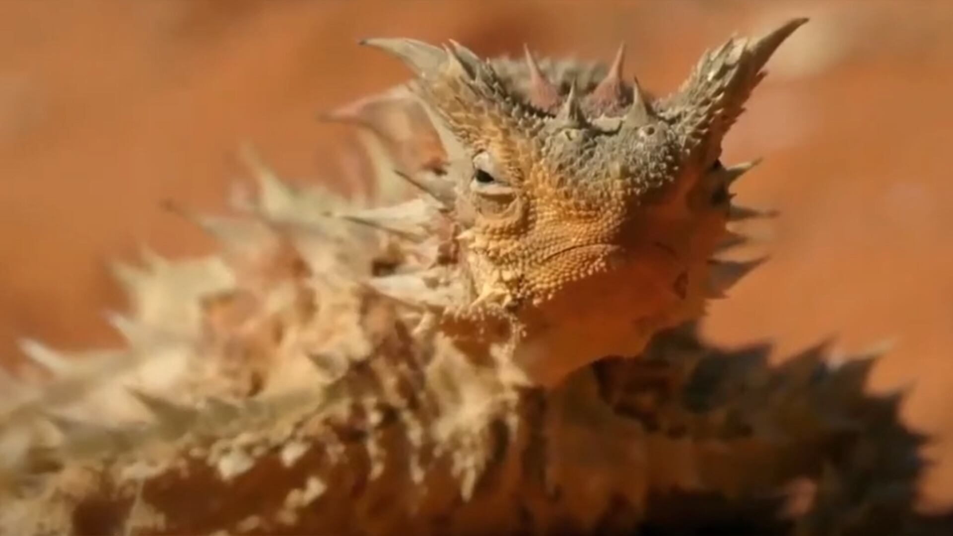 Moloch horridus portada