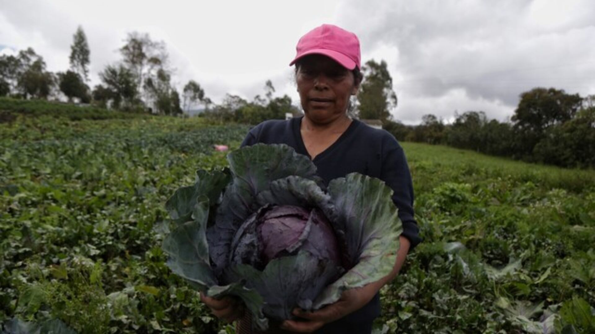 El Ministerio de Agricultura gestionará 9,1 billones de pesos para impulsar la reforma rural y apoyar a campesinos - crédito Colprensa