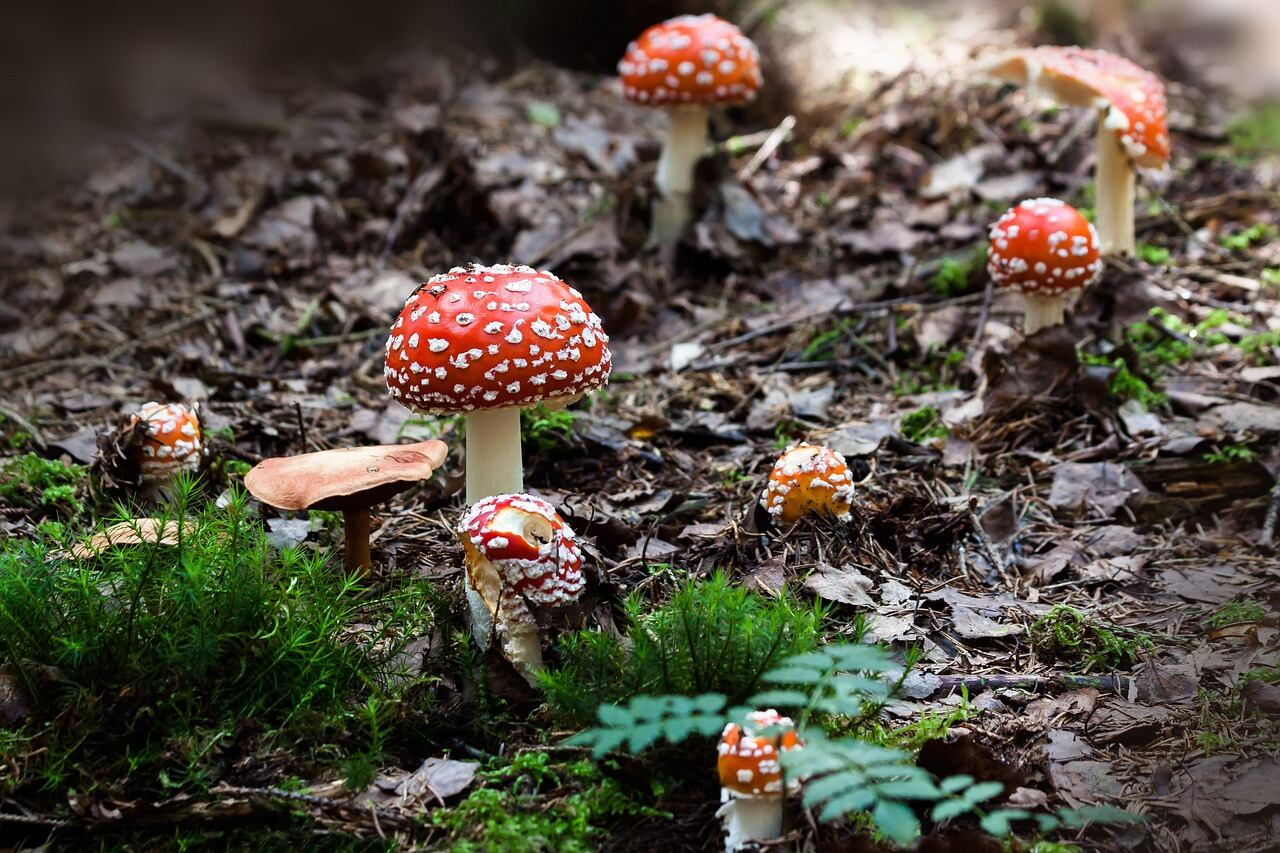 Amanita muscaria (Pixabay)