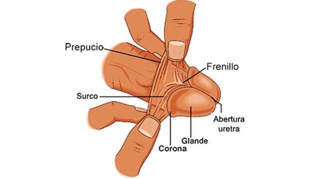 El frenillo del pene (Urología Médica Monterrey)