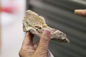 Hallazgo paleontológico Islas Canarias