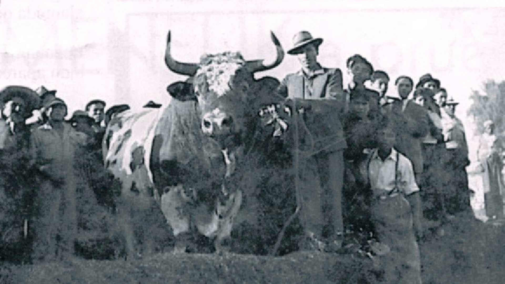 Arequipa  - Menelik - pelea de toros - Perú - 19 de junio