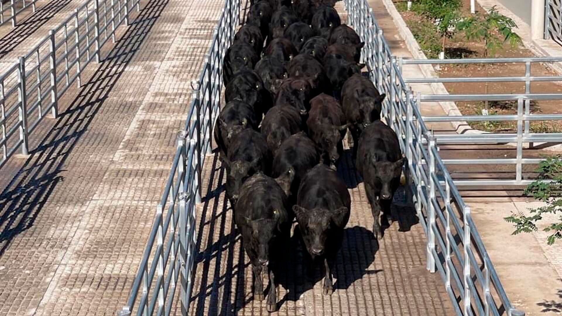 mercado-cañuelas