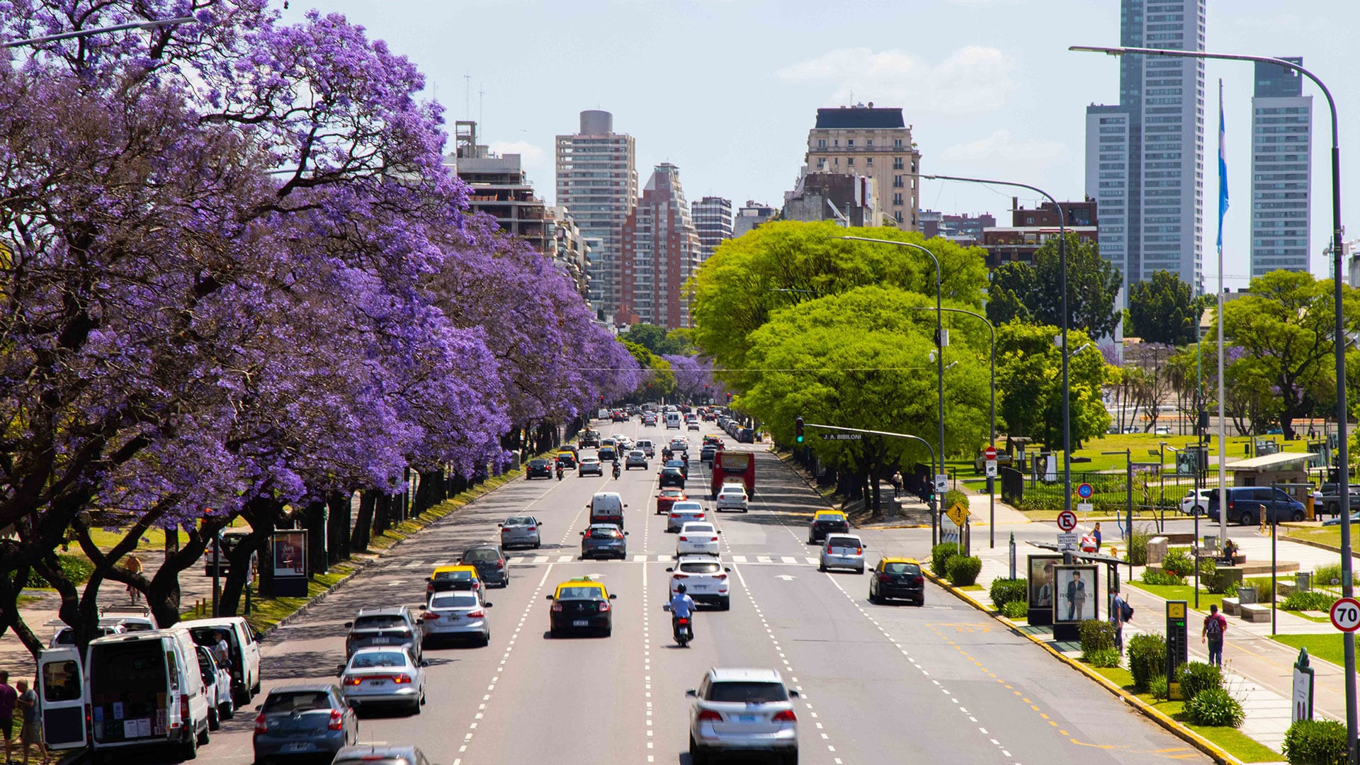 Historia de la primavera en Buenos Aires: del jacarandá que deslumbra turistas al plátano que enfurece a los alérgicos