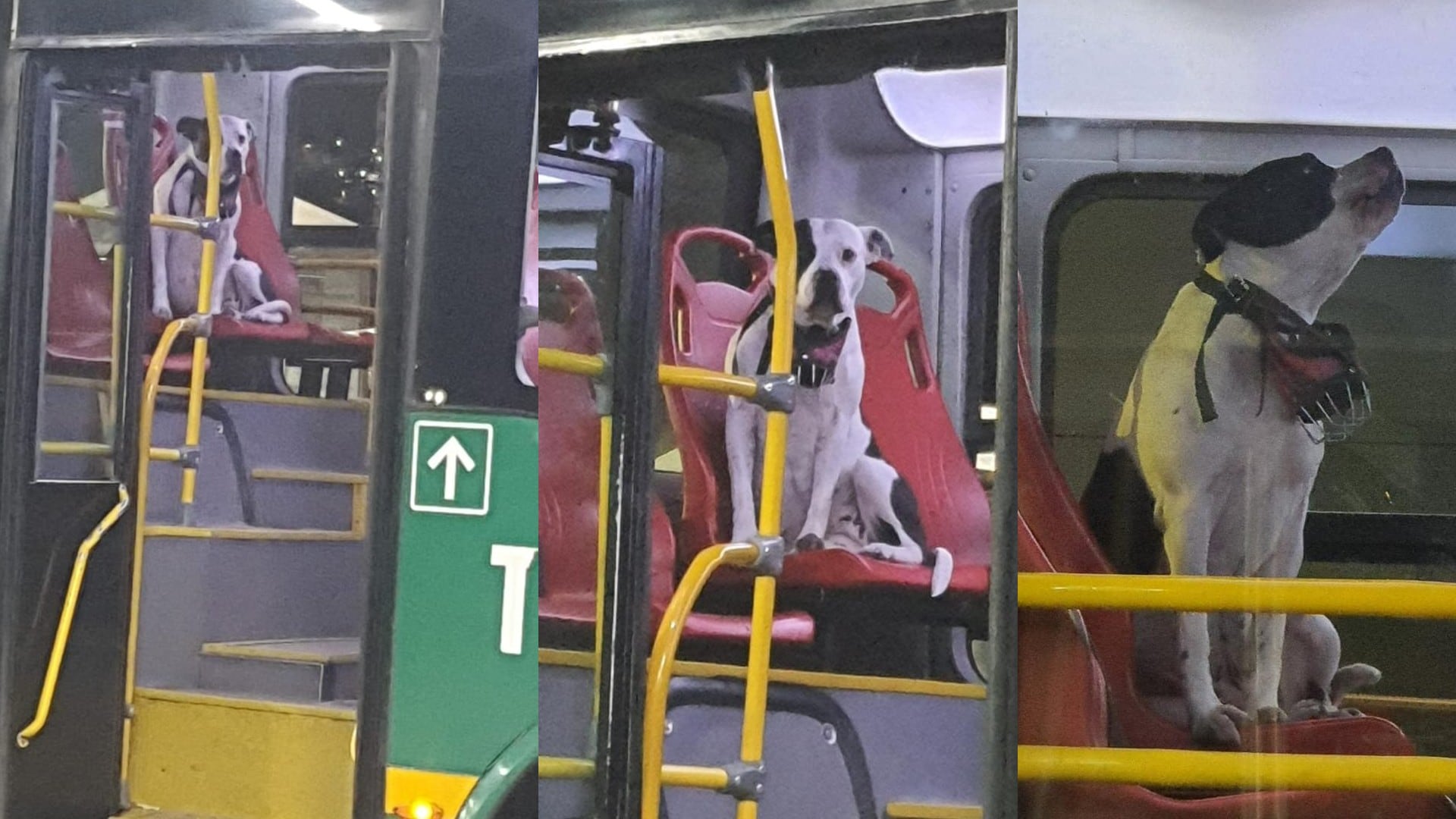 "Al Portal Tunal acaba de llegar este amiguito en uno de nuestros servicios de alimentación"
Twitter: @TransMilenio