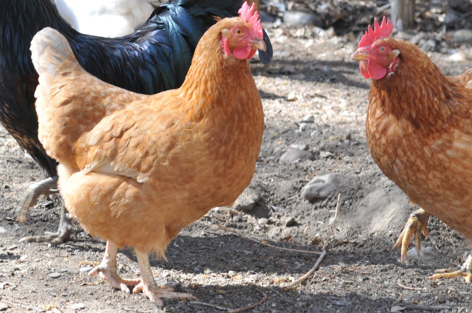 Gallinas ponedoras