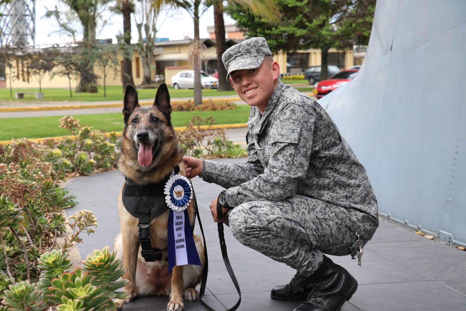 Perros, razas de perros, mascotas, animales, Lara, Colombia, héroes de guerra