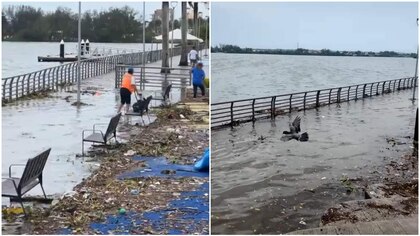 Se desborda la laguna del ‘Carpintero’ en Tampico tras intensas lluvias; captan a cocodrilo nadando sobre las calles | VIDEO 