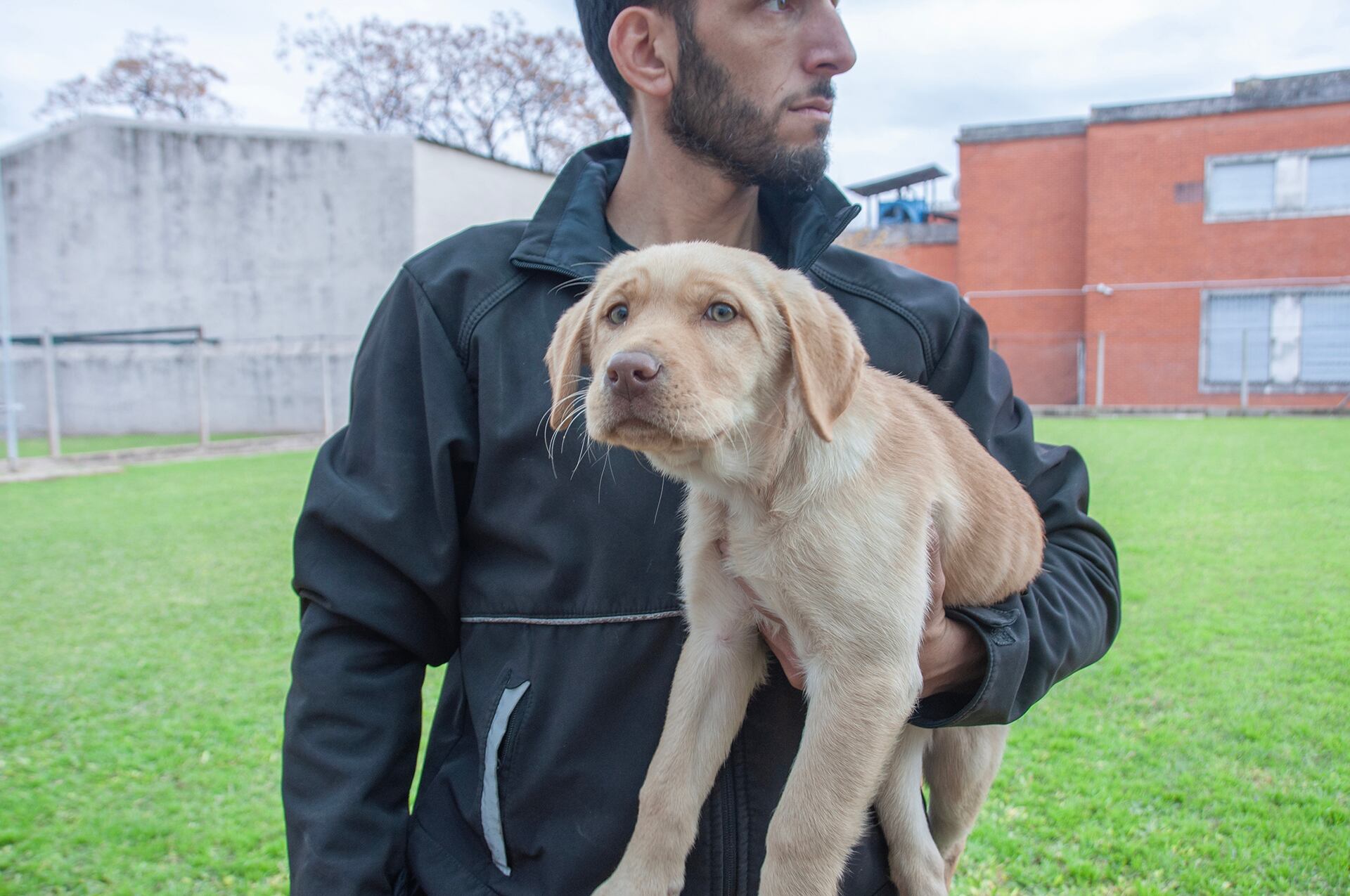 Cachorros de la Aduana