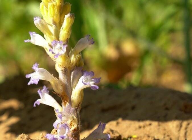 Orobanche cumana es una planta parásita que se adhiere a las raíces del girasol, extrayendo agua y nutrientes esenciales para el desarrollo de la planta