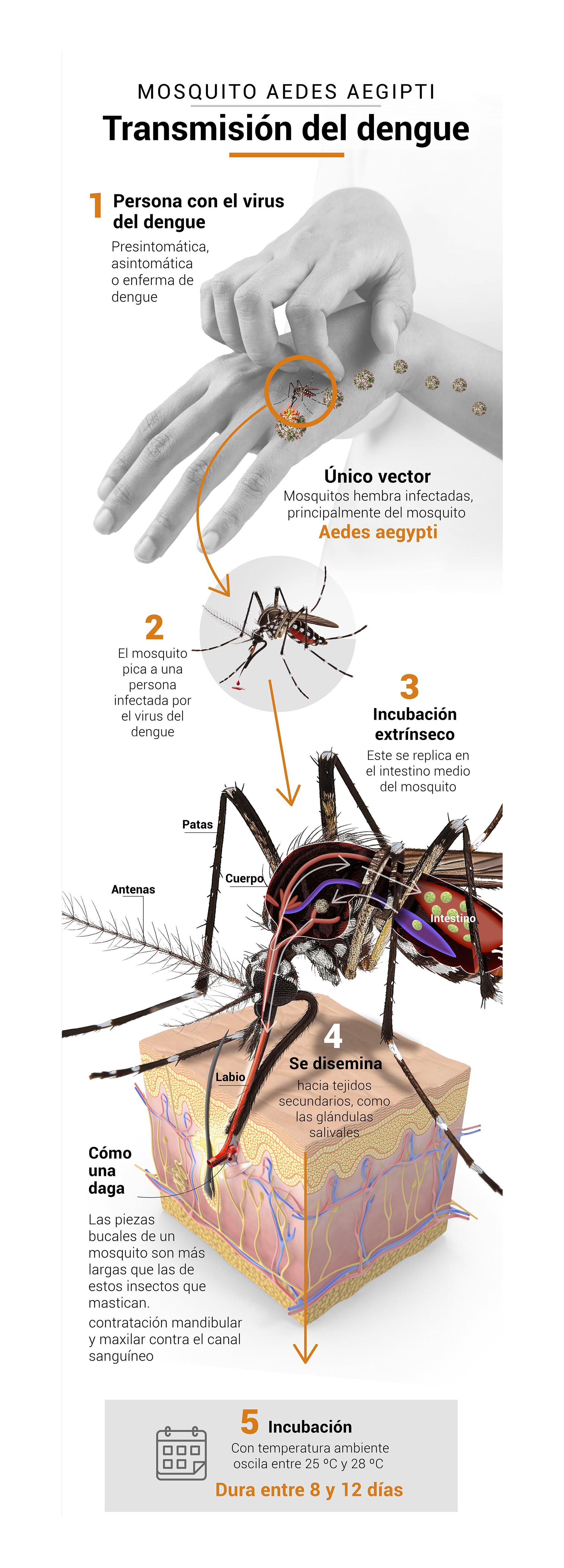 Infografia Dengue