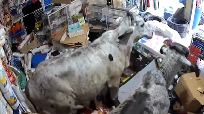 Dos vacas furiosas casi acaban con un local de venta de plásticos y elementos desechables: todo quedó en video