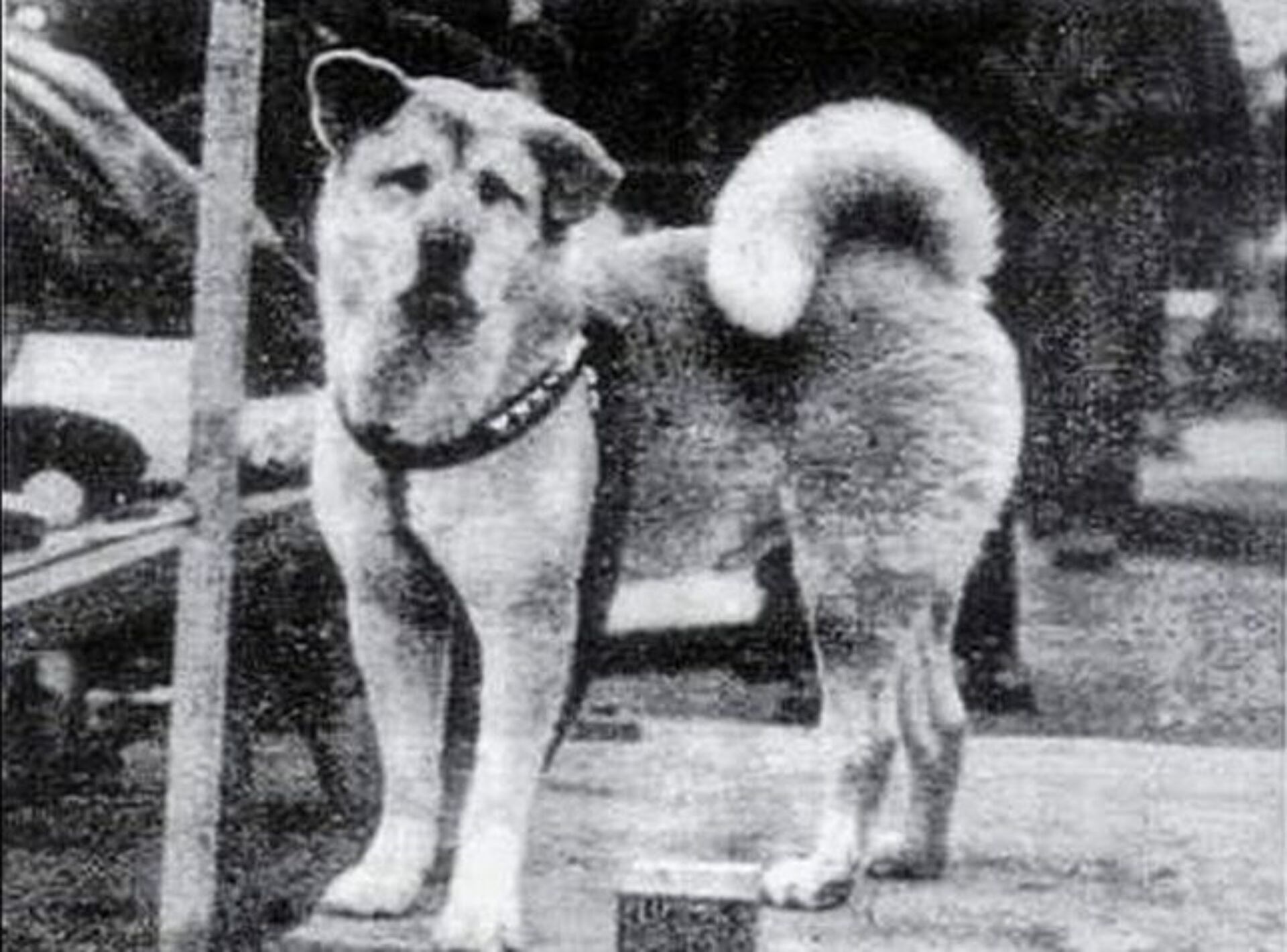 En 1932, la historia de Hachikō se popularizó gracias al antiguo alumno de Ueno, Hirokichi Saito (Foto: Especia)