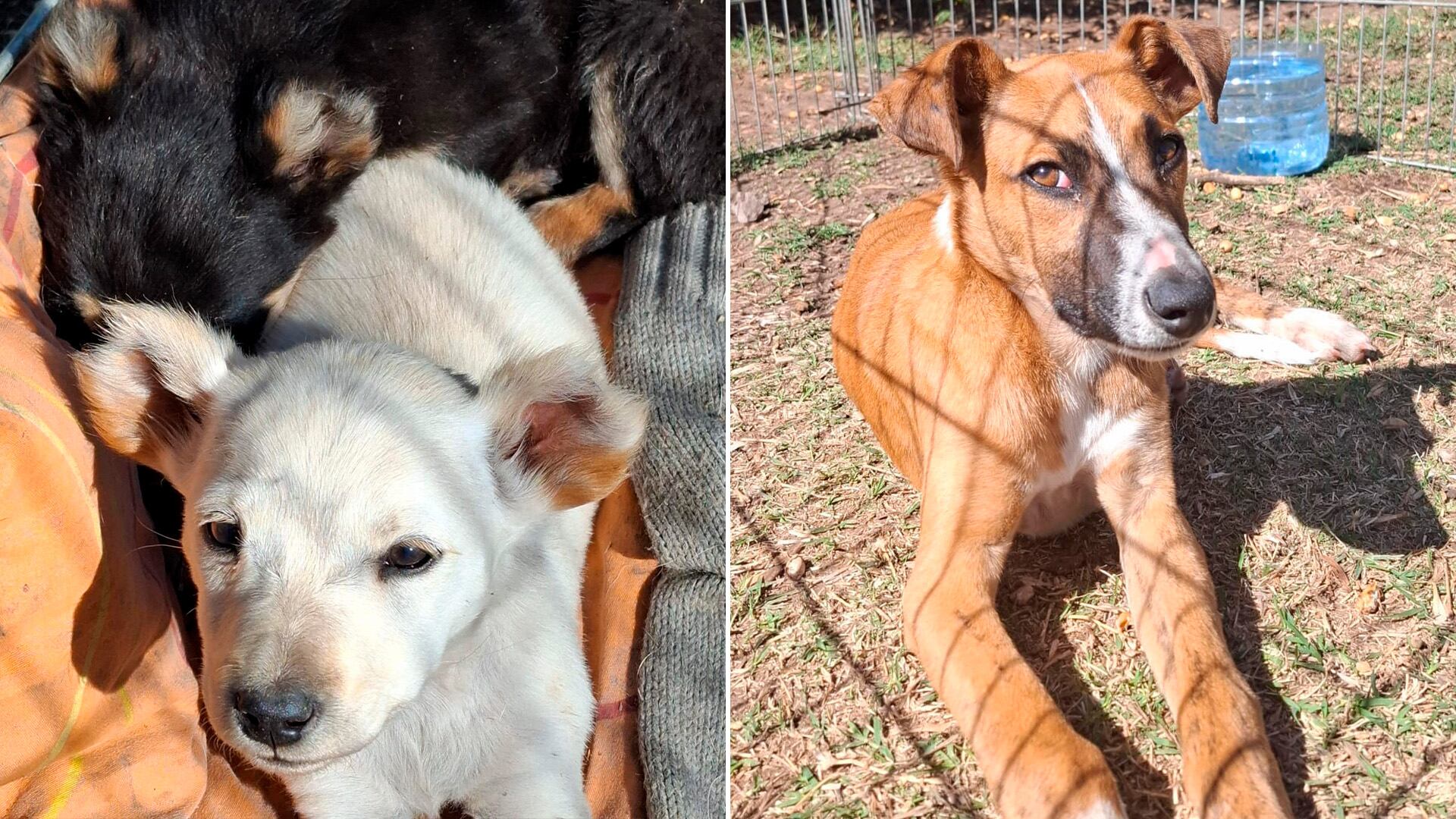 Perros en adopción Venado Tuerto