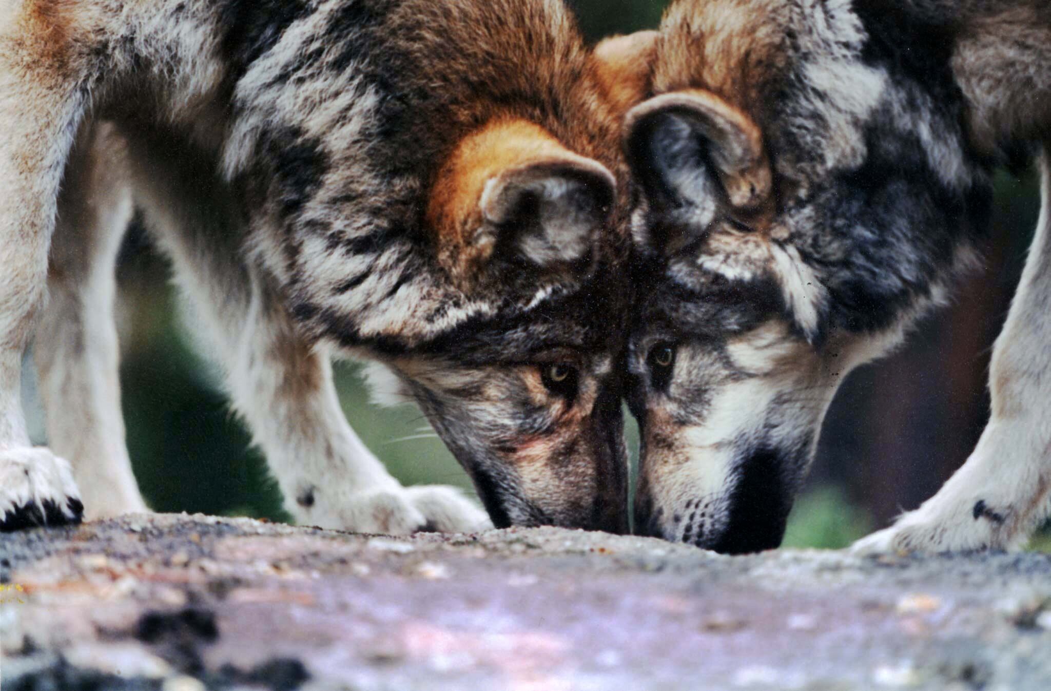 Las manadas en los condados de Lassen y Shasta registraron siete nuevos cachorros cada una.
