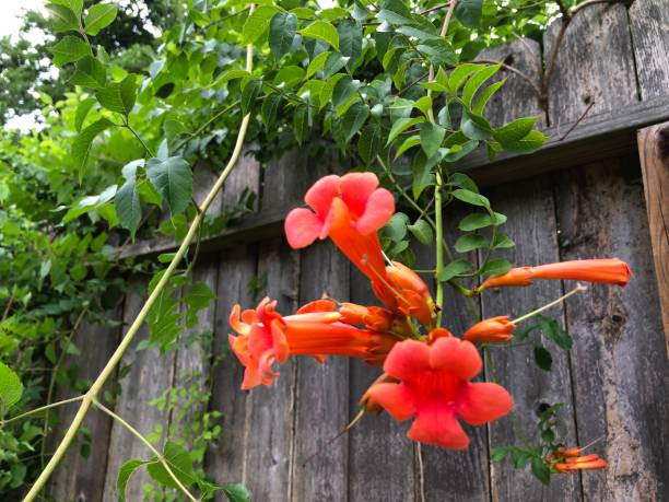 Así se ve la planta de la Trompetilla (iStock)