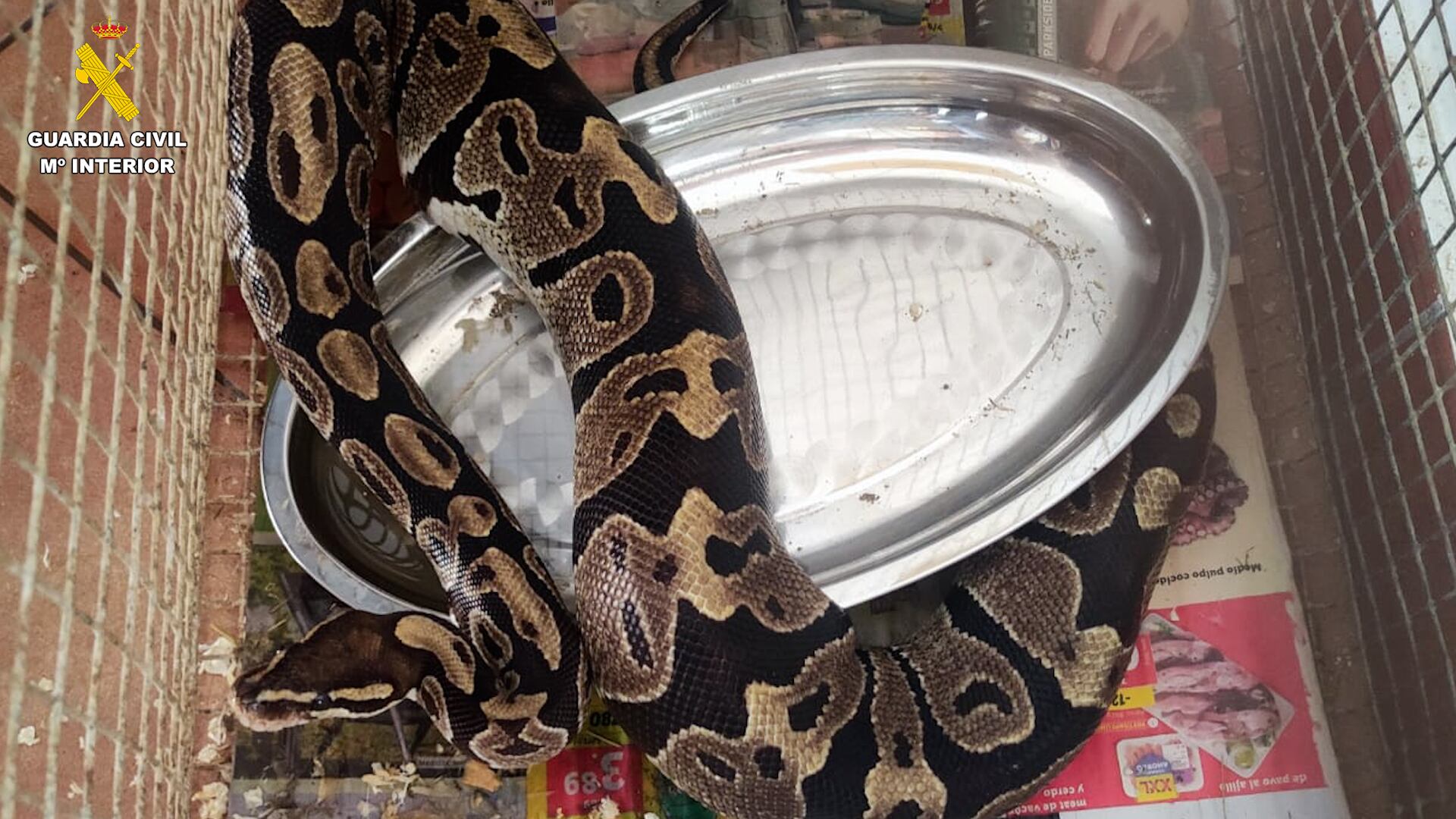 Serpiente incautada en una vivienda de Gran Canaria (Guardia Civil)