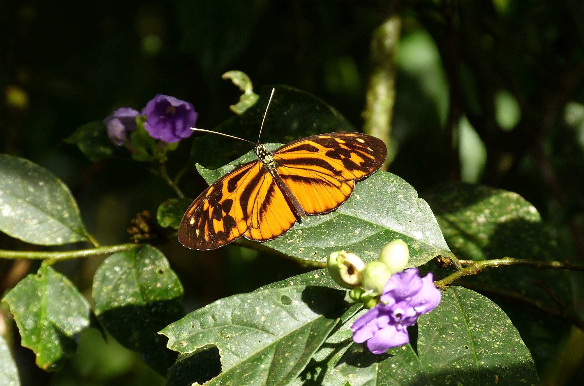 Lluvias inusualmente intensas en primavera y verano de 2024 afectan negativamente a las mariposas
EFE/Andrew Neild 