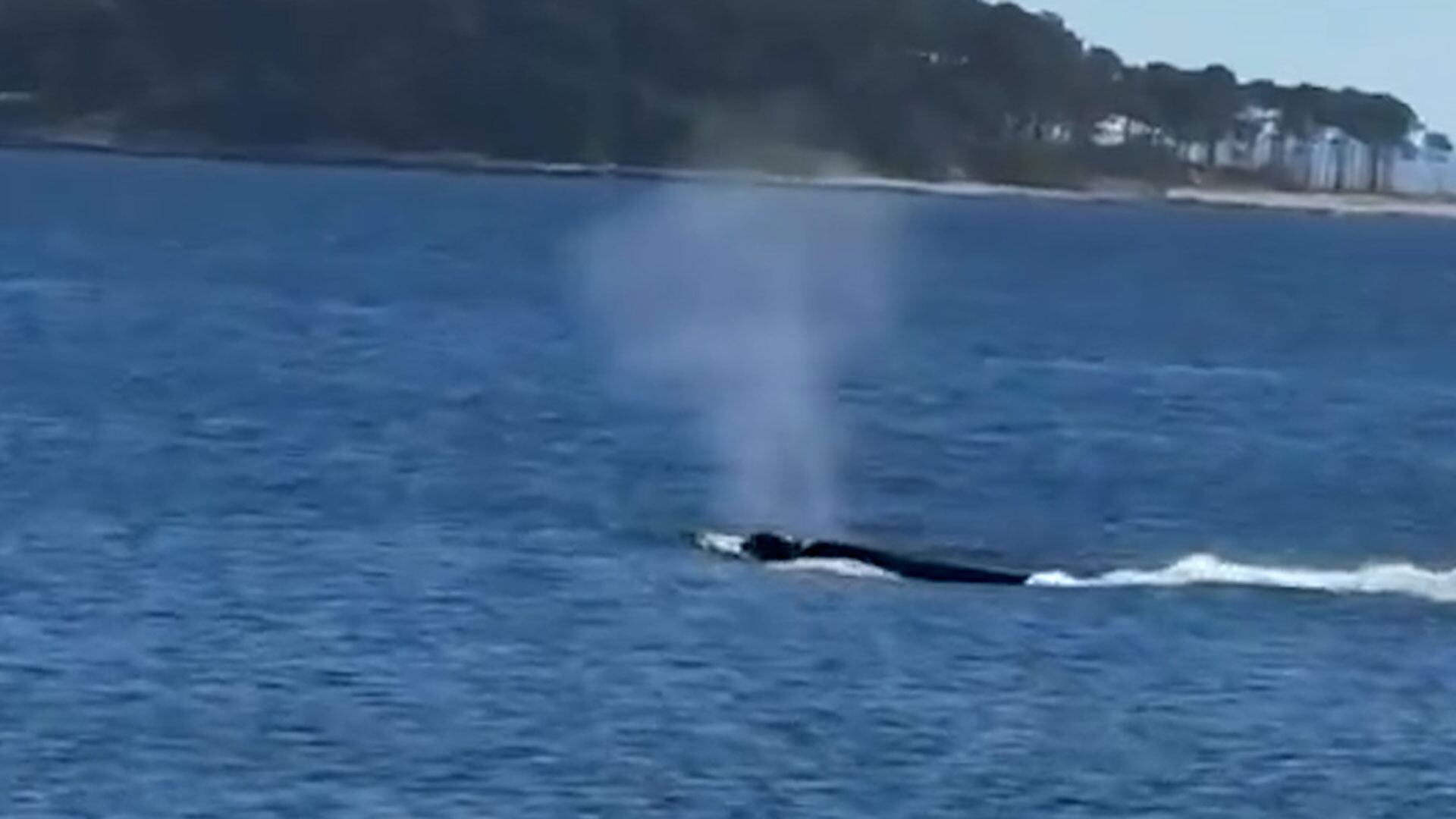 Una ballena franca ingresó en la zona del puerto de Punta del Este