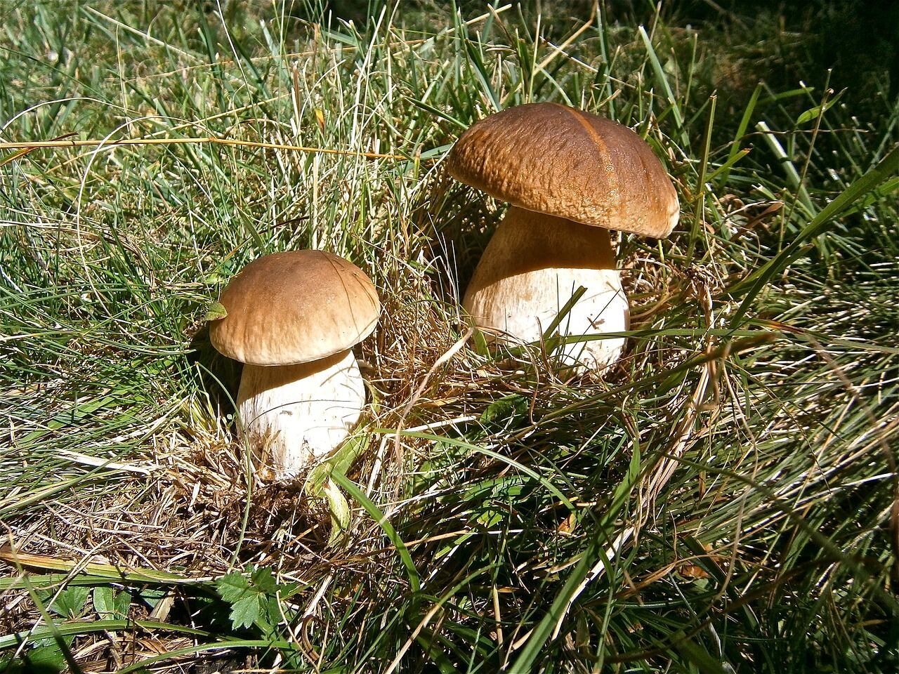 Boletus edulis (Pixabay)