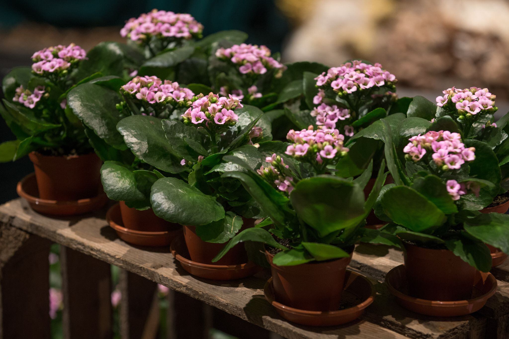 El kalanchoe es una de las plantas ornamentales tóxicas que con mayor frecuencia provocan intoxicaciones en gatos (DPA)