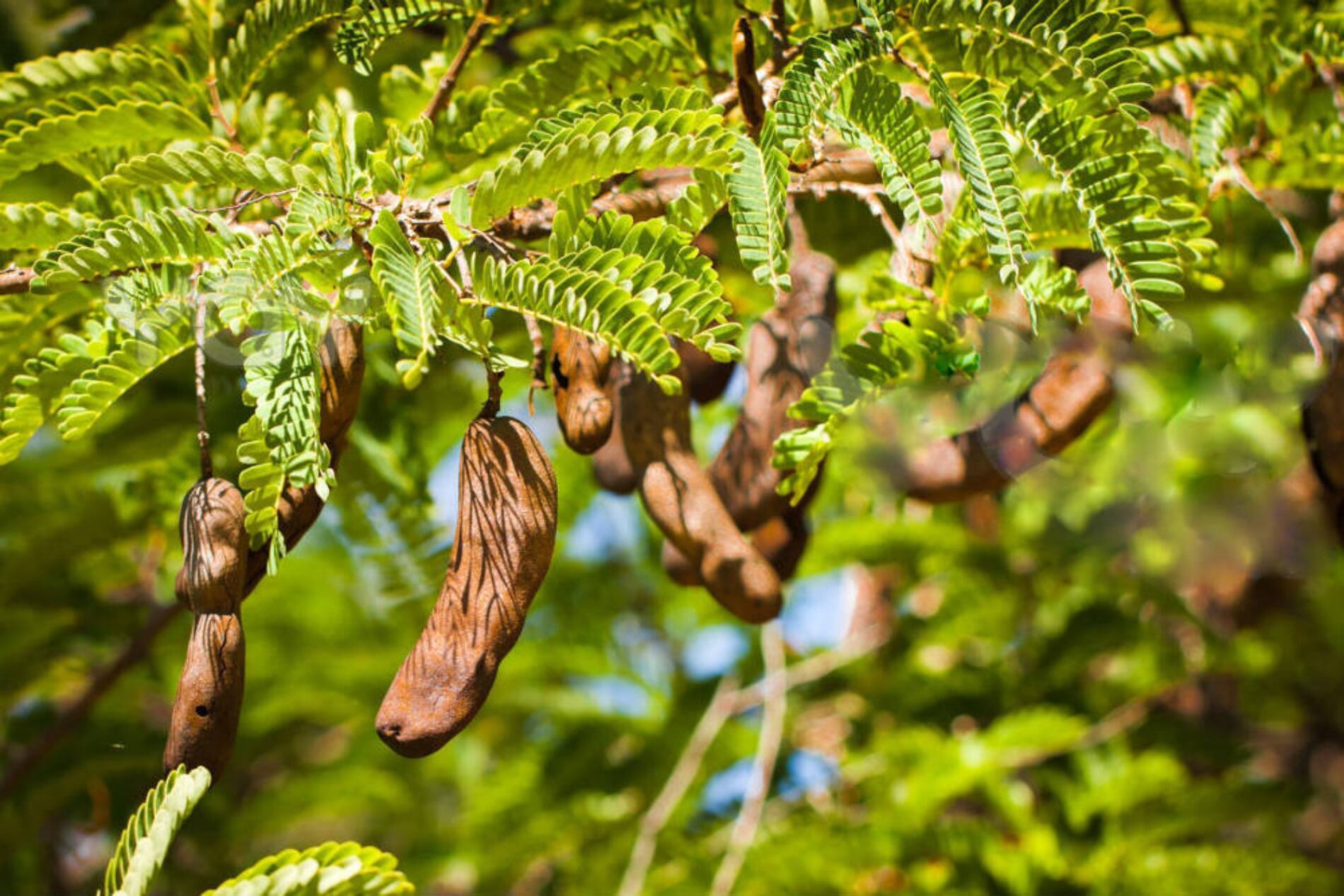 Tamarindo (Sader)