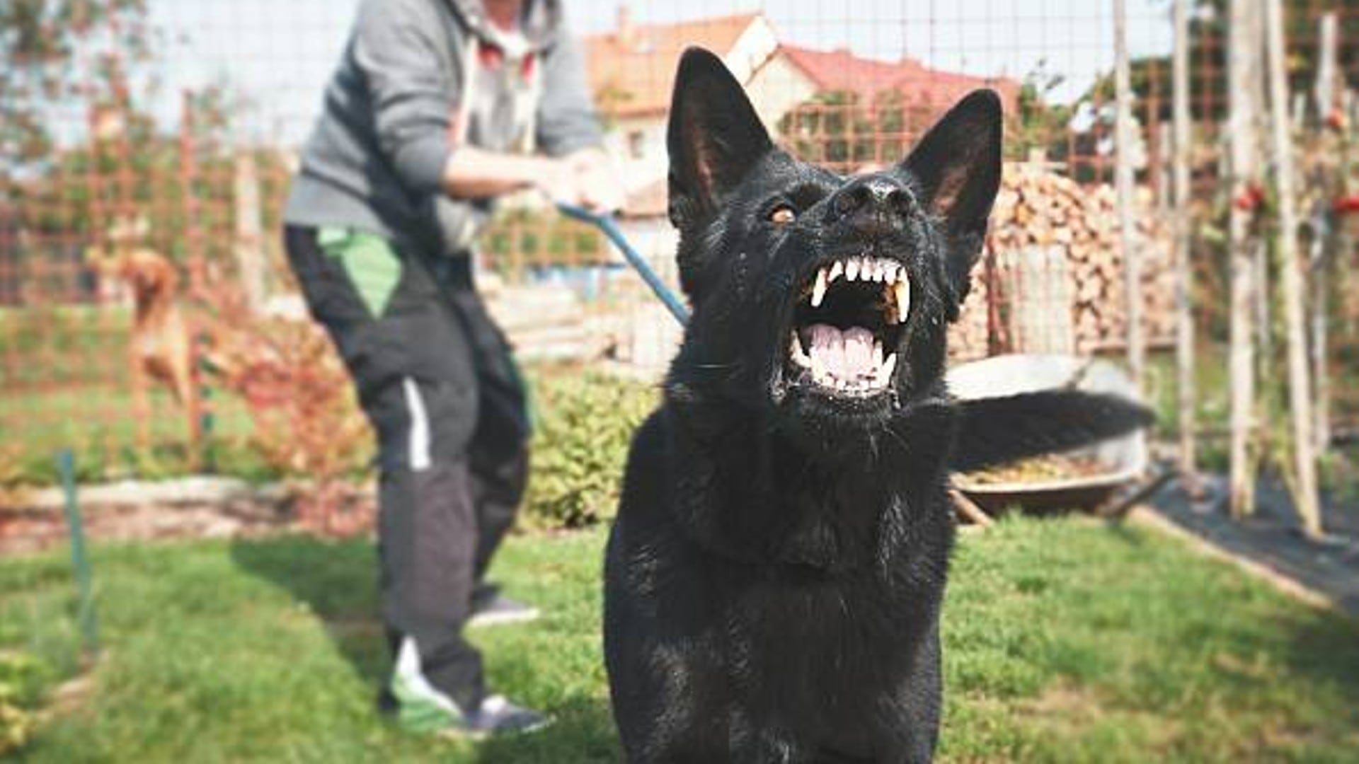 Confirman el procesamiento de dos hombres por atacar con cuatro perros a una persona para robarle