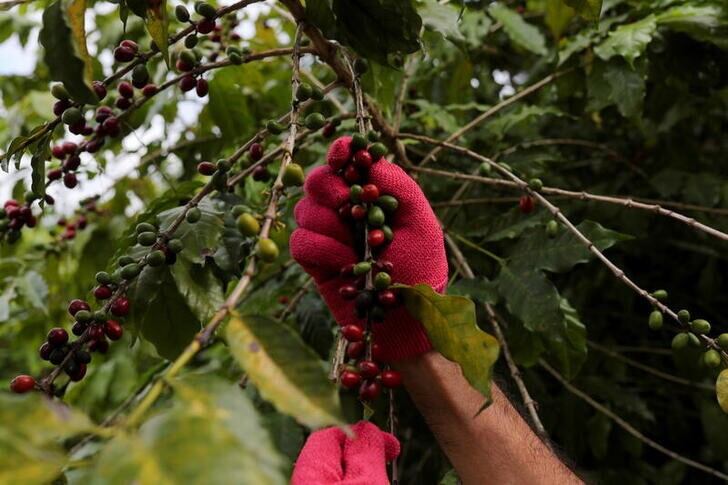 La producción de café colombiano aumentó un 22% en los primeros seis meses del 2024 (REUTERS/Amanda Perobelli)