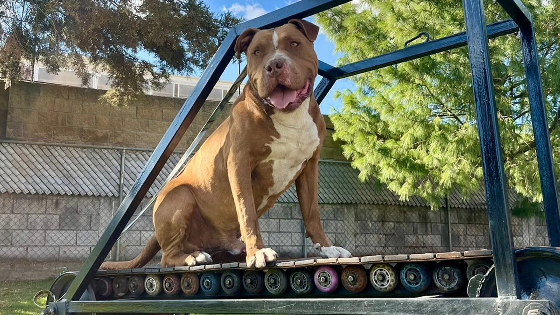 Jacinto fue rescatado en Pachuca y fue encontrado con múltiples heridas e infecciones. (Facebook/Espíritu Pitbull Mariana Rodríguez)

Perros, razas de perros, pitbulls, mascotas, animales, rescate animal, noticias de animales, noticias de mascotas