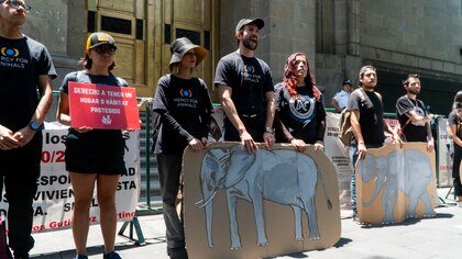 A un paso de la libertad: activistas exigen a la SCJN el traslado de la elefanta Ely a un santuario de Brasil