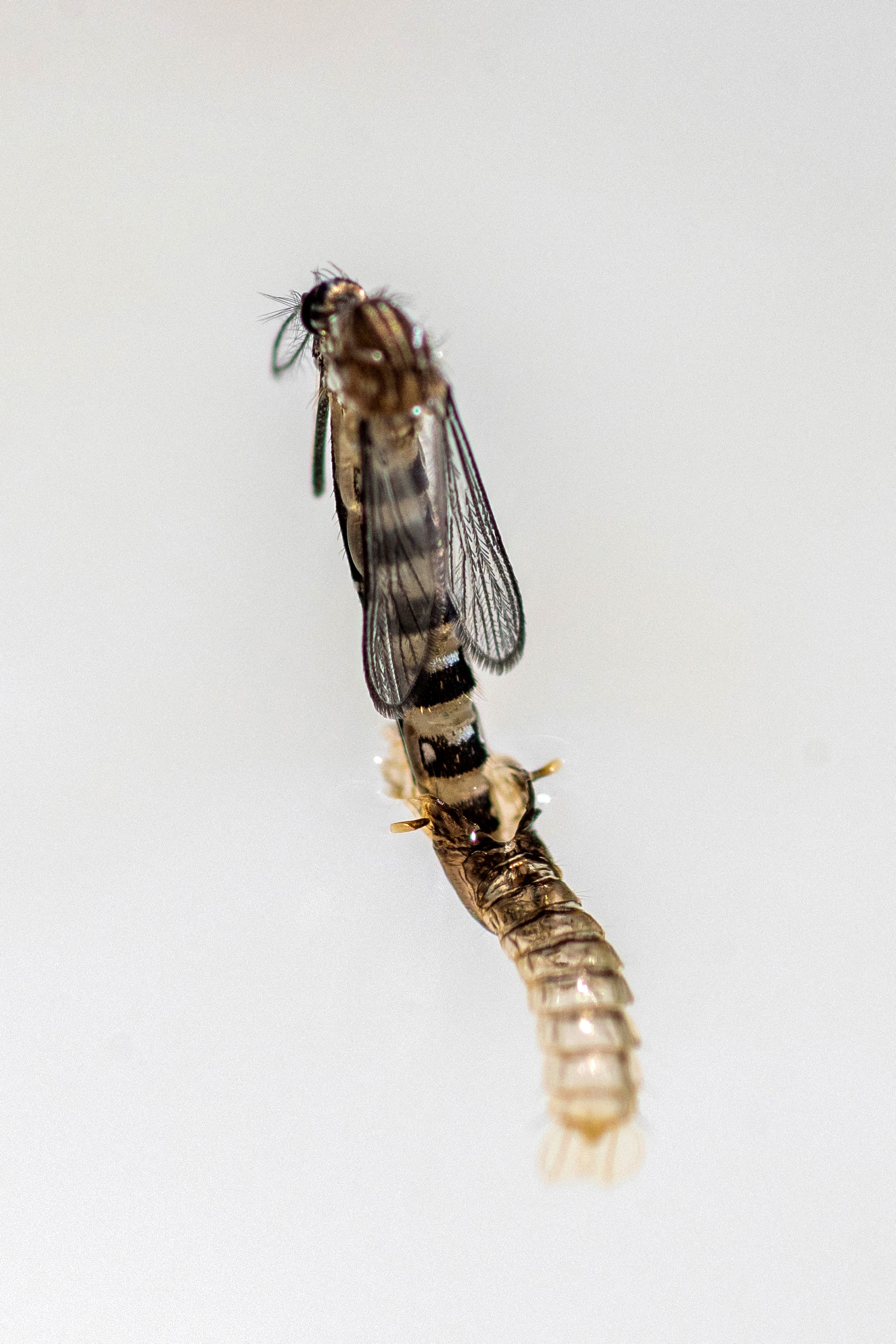 El mosquito Aedes aegypti en el momento en que sale de su pupa (REUTERS/Josue Decavele)