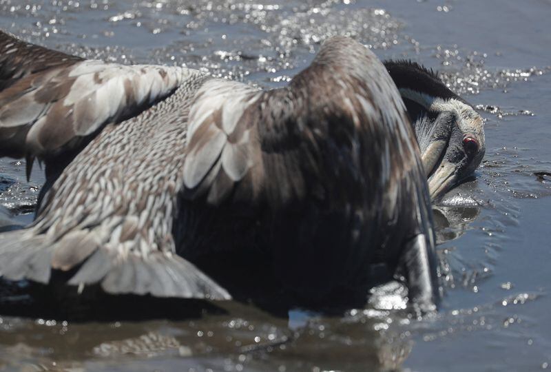 En Sudamérica, hubo desde aves silvestre como el pelícano, hasta mamíferos como los lobos marinos afectados por la gripe aviar. El virus podría mutar y transmitirse entre humanos/ REUTERS/Sebastian Castaneda