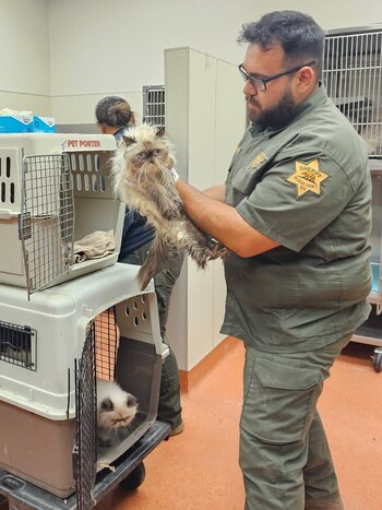 Muchos de los gatos recibieron