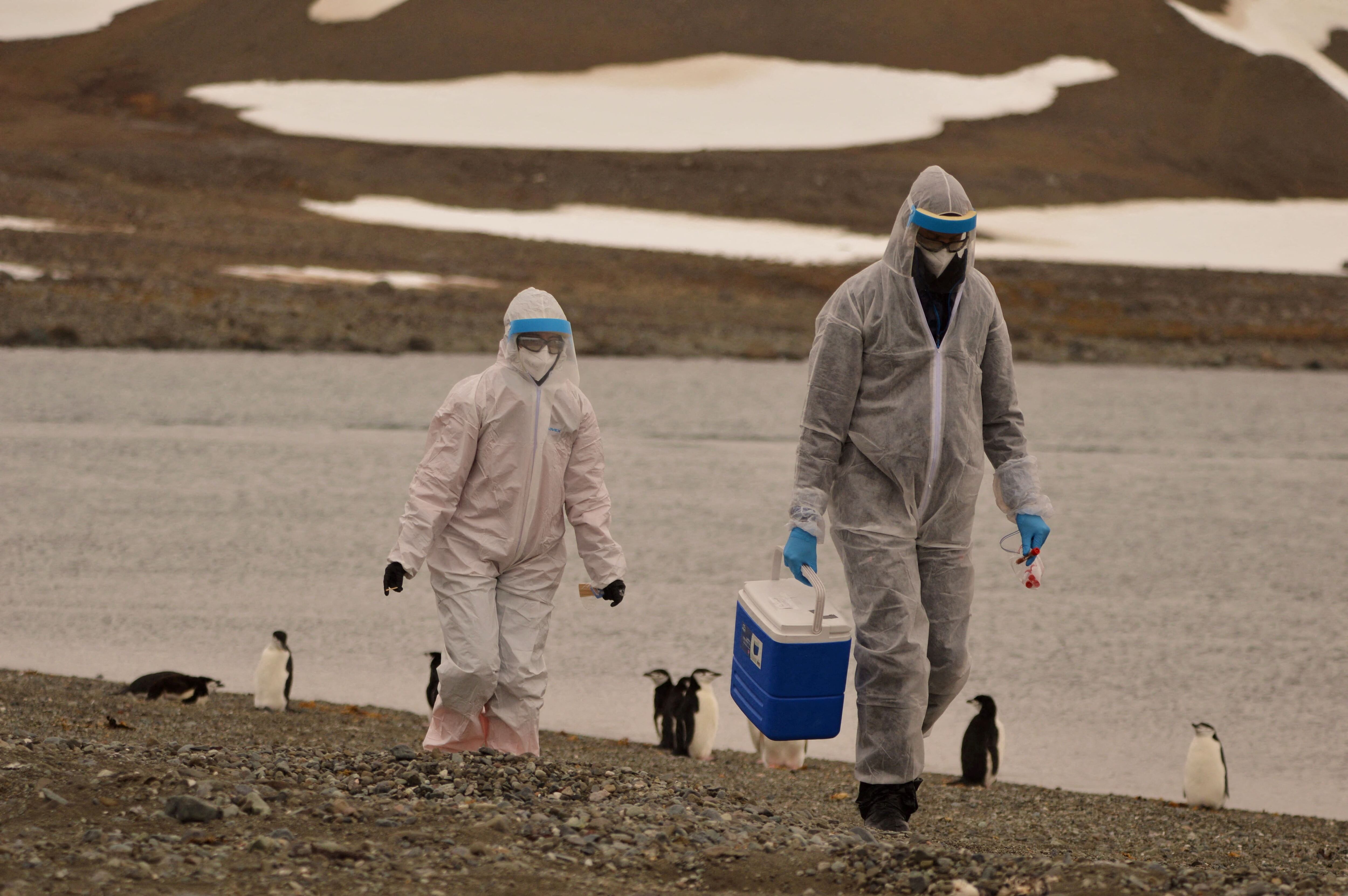 El virus también fue detectado en pingüinos, skuas, palomas antárticas y lobos marinos/Instituto Antartico Chileno/