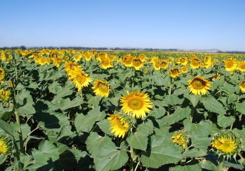 Plantación de girasol