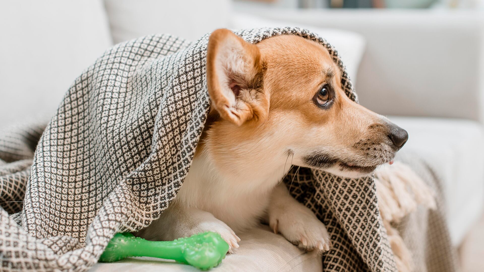 Perros gatos mascotas frío