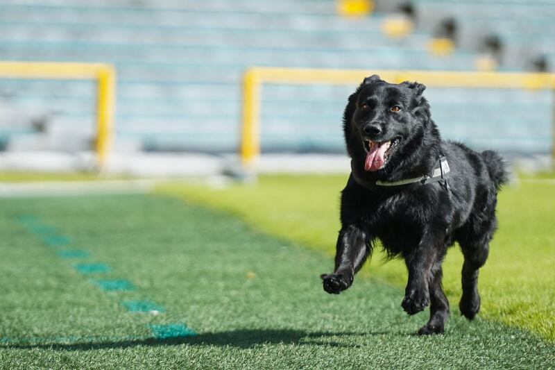 La Alcaldía de Bogotá ha incluido varias nuevas reglas, entre ellas la prohibición de animales de apoyo emocional, para garantizar la seguridad durante los encuentros futbolísticos - crédito Idrd