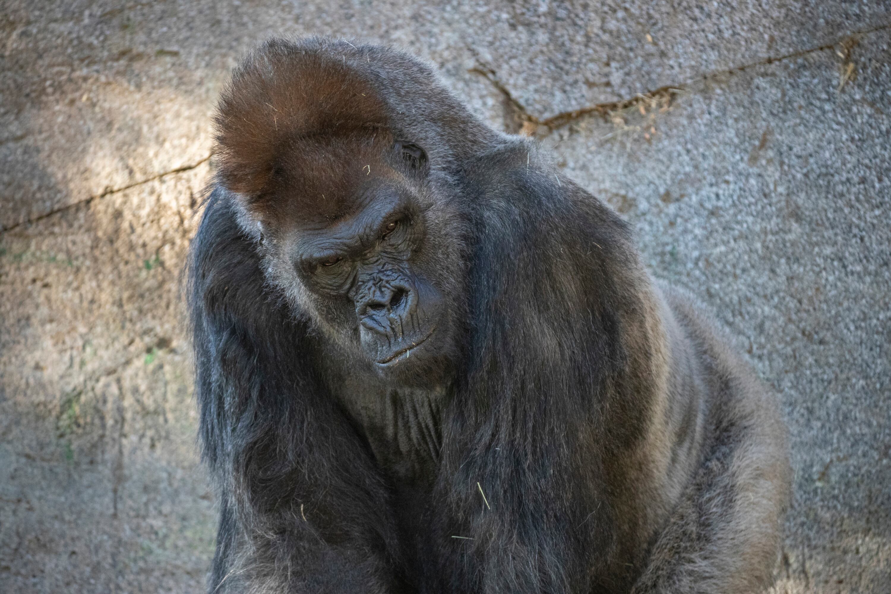 La labor de conservación del SDZWA no se detiene y recientemente han estado monitoreando el estado de salud de Winston. (San Diego Zoo Wildlife Alliance)

Pumas, cachorros, huérfanos, San Diego, Estados Unidos.