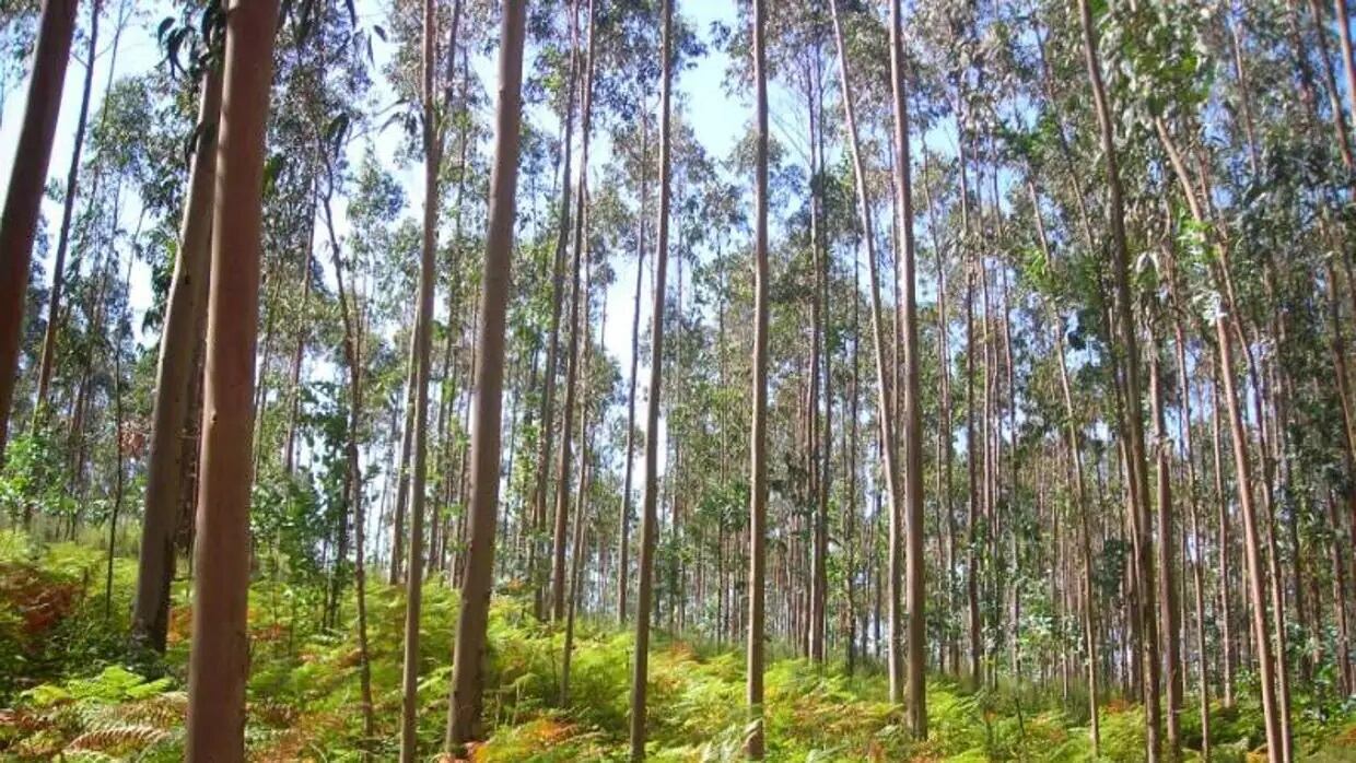 Eucaliptos. Plantación. Bosque implantado de eucalipto.