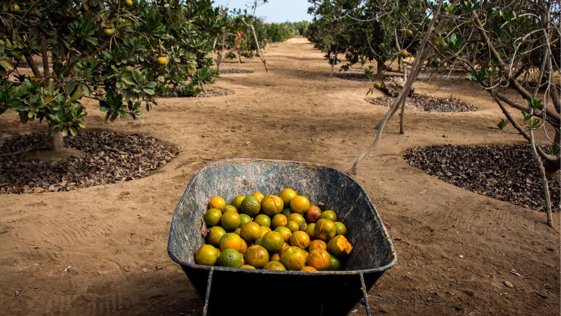 En tiempos ancestrales, el Tahuantinsuyo abrazaba una medicina que integraba lo espiritual y lo terrenal, donde los curanderos eran venerados por su conocimiento de plantas medicinales y prácticas ceremoniales. (Productos orgánicos)