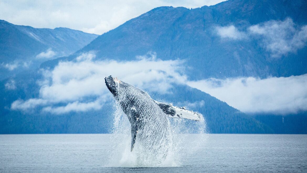 Las ballenas jorobadas son esenciales en la restauración de ecosistemas, secuestrando grandes cantidades de carbono -  Cael Cocinero / National Geographic Photo Contest 162