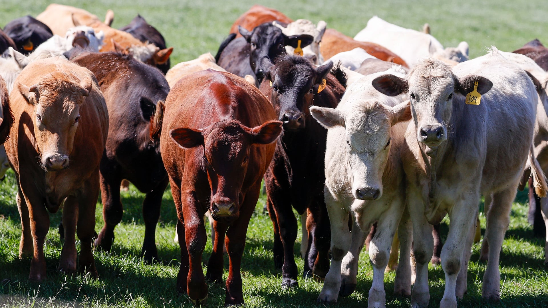 El gusano barrenador está de regreso ¿Qué animales están en riesgo?