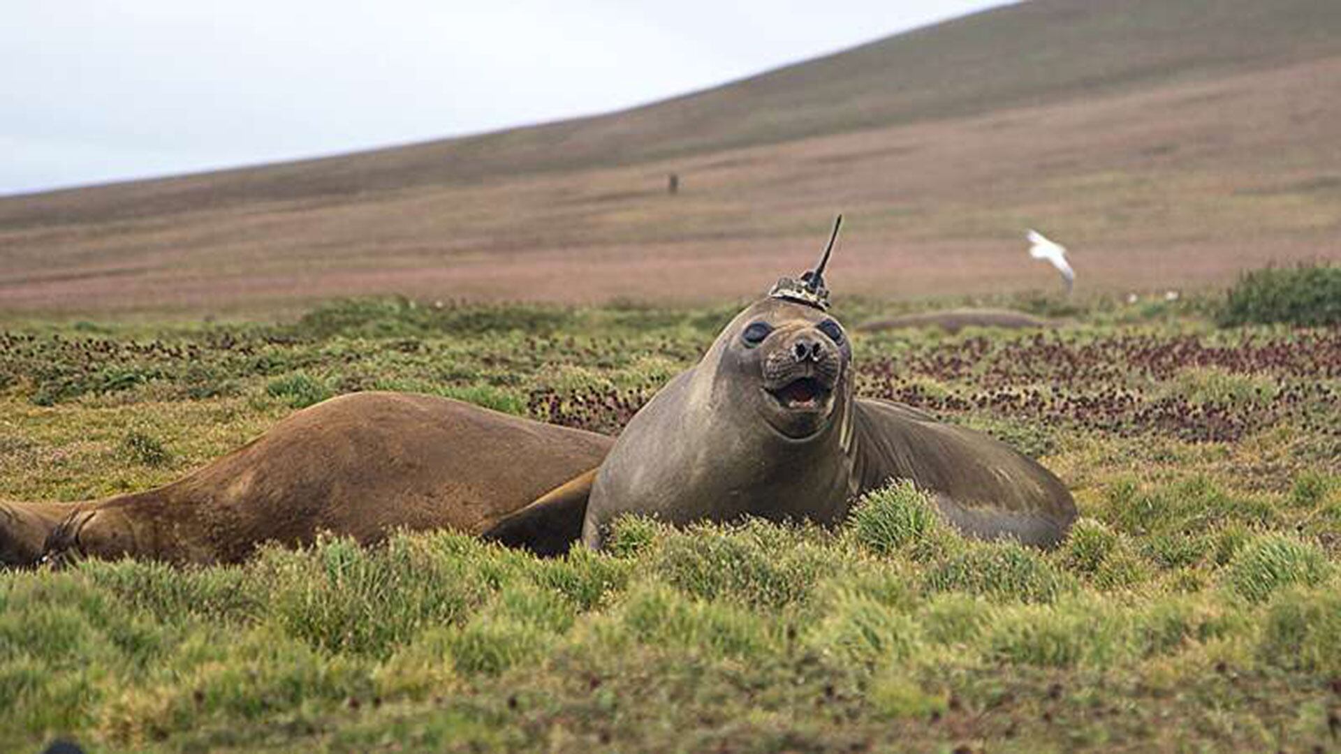 Animales Antártida