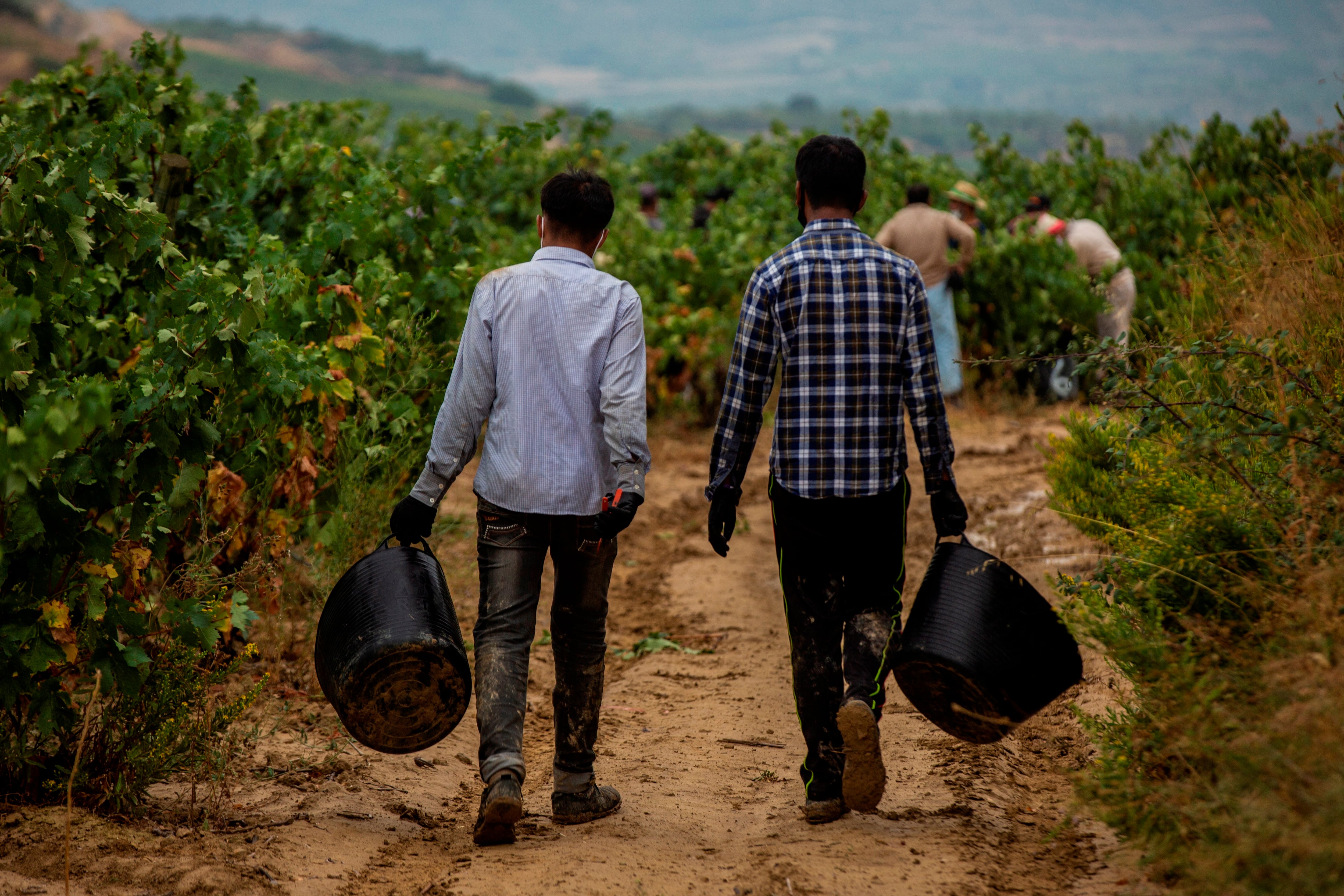 Temporeros en la vendimia de la Rioja Alavesa. (EFE/ David Aguilar)
