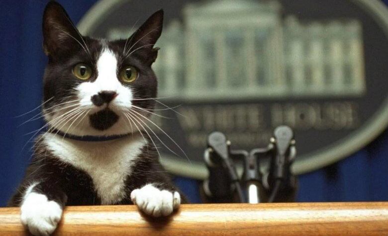 Socks, el gato de Bill Clinton. (foto: MILENIO)